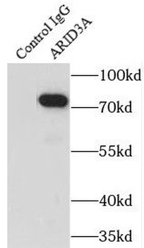 ARID3A Antibody