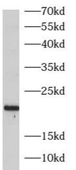ARL3 Antibody