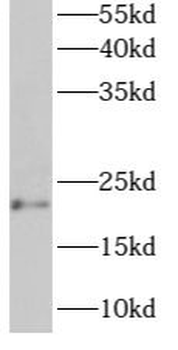 ARL6IP1 Antibody