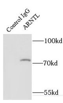 BMAL1 Antibody
