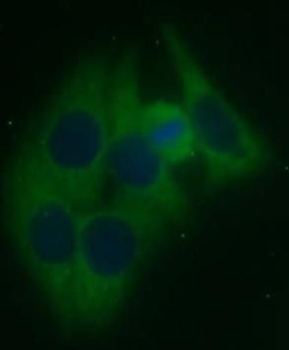 ASB13 Antibody