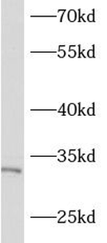 ASB17 Antibody
