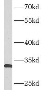 ASB8 Antibody