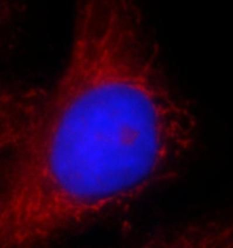 ASCC2 Antibody