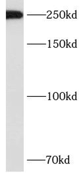 ASCC3 Antibody