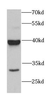 GET3 Antibody