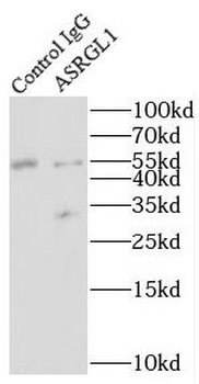 ASRGL1 Antibody