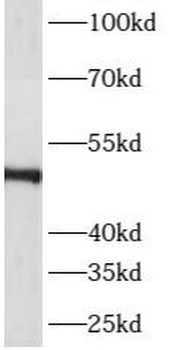 ASZ1 Antibody