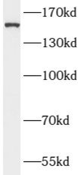 ATAD2 Antibody