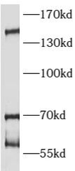 ATAD5 Antibody