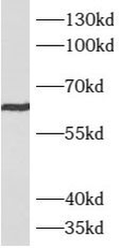 ATE1 Antibody