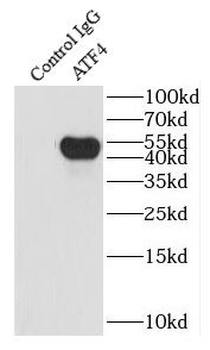 ATF4 Rabbit Polyclonal Antibody