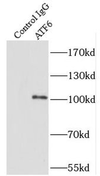 ATF6 Rabbit Polyclonal Antibody
