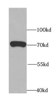 ATG13 Antibody