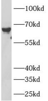 ATL2 Antibody