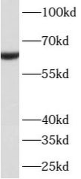 ATL3 Antibody