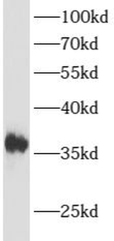 ATOH1 Antibody