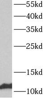 ATP5MG Antibody