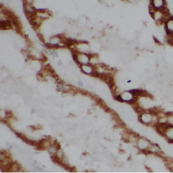ATP5MG Rabbit Polyclonal Antibody