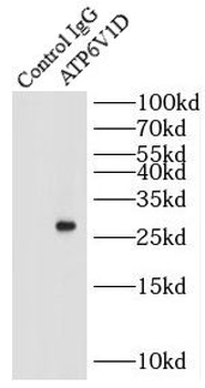 ATP6V1D Antibody