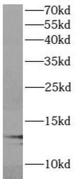 ATP6V1G1 Antibody