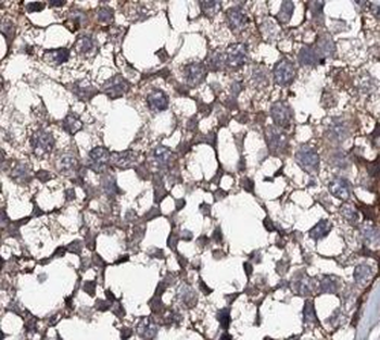 ATP9A Antibody