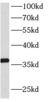 ATPAF1 Antibody