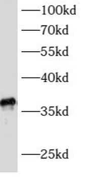 ATPAF1 Antibody