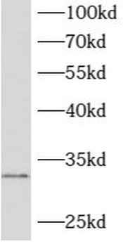 ATPAF2 Antibody