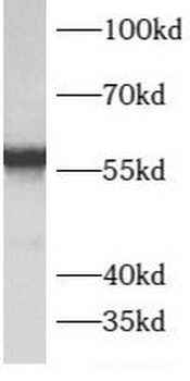 ATP5F1B Antibody