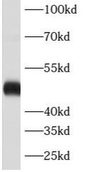 ATXN10 Antibody