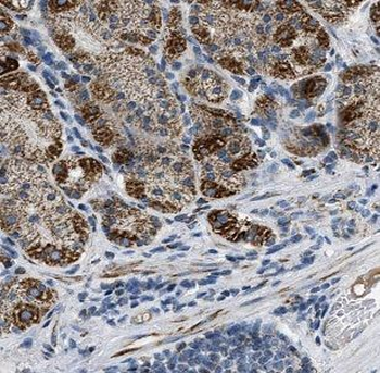 AZI2 Rabbit Polyclonal Antibody