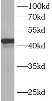 B3GALNT1 Antibody