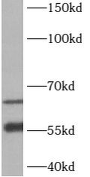 B3GALNT2 Antibody