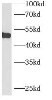 B3GNT7 Antibody