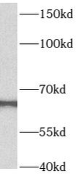 B4GALNT2 Antibody