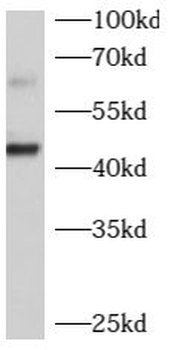 B4GALT2 Antibody
