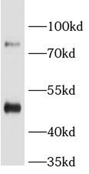 BAAT Antibody