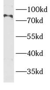 BBS10 Antibody