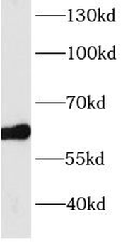 BBS4 Rabbit Polyclonal Antibody