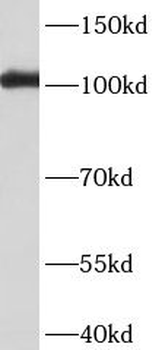 BBX Antibody