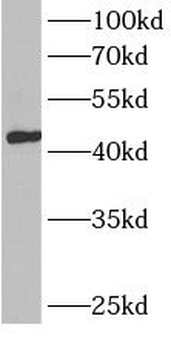 BCAT1 Antibody