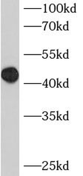 BCL7B Antibody