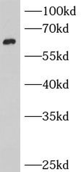 BCO1 Antibody