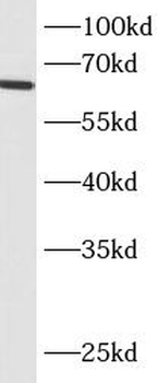 BCO2 Rabbit Polyclonal Antibody