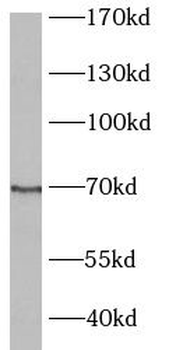 ABCG2 Antibody