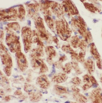 BEND4 Rabbit Polyclonal Antibody
