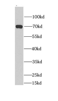 BEST1 Antibody