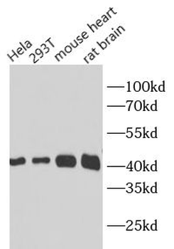 beta actin Antibody