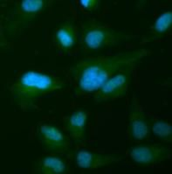 ARRB1 Antibody